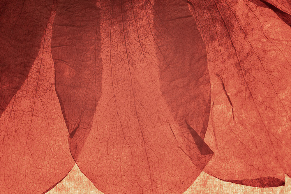 reds, fables series, 2019