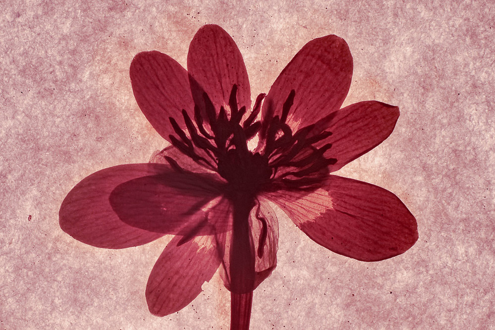 star, fables series, 2019