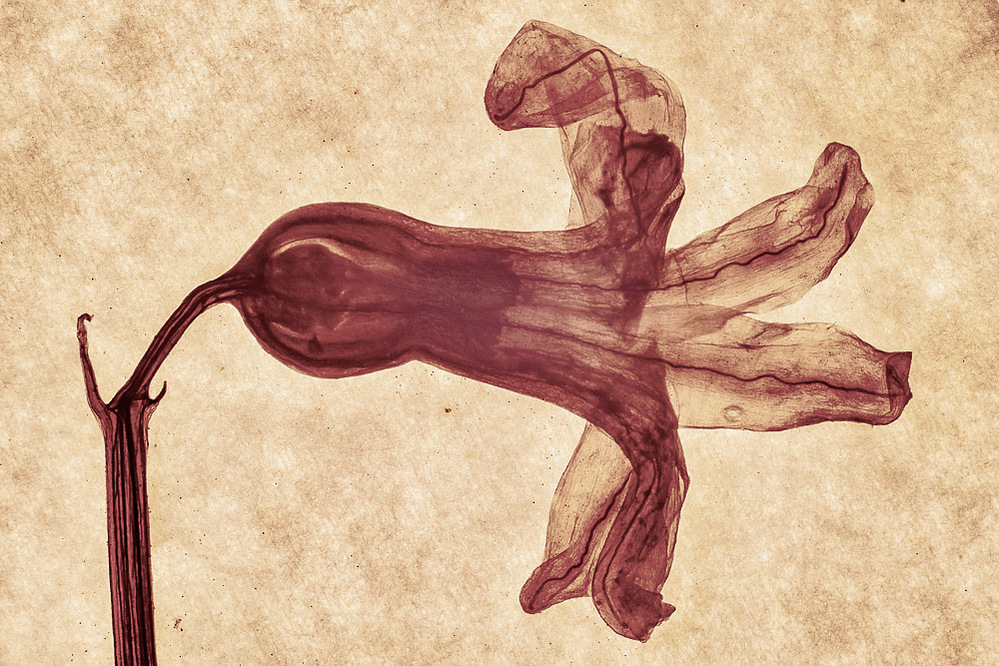 trumpet, fables series, 2019