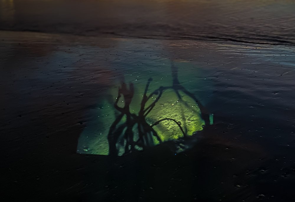flora #1, silhouetted plant casting a green and amber projection on dark wet sand at night, 2020