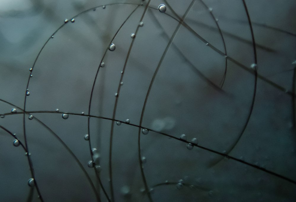underwater flora #1, fine branches and dewdrops against pale glow, 2019