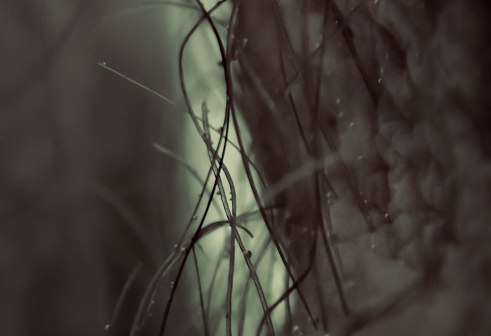underwater flora #2, threads of hair-like strands in pink and blue water, 2019