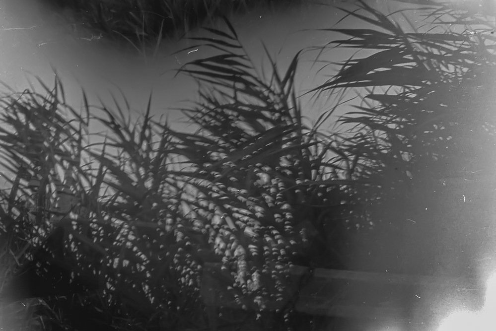 reed islet, sacalaia, 1990s, printed 2021