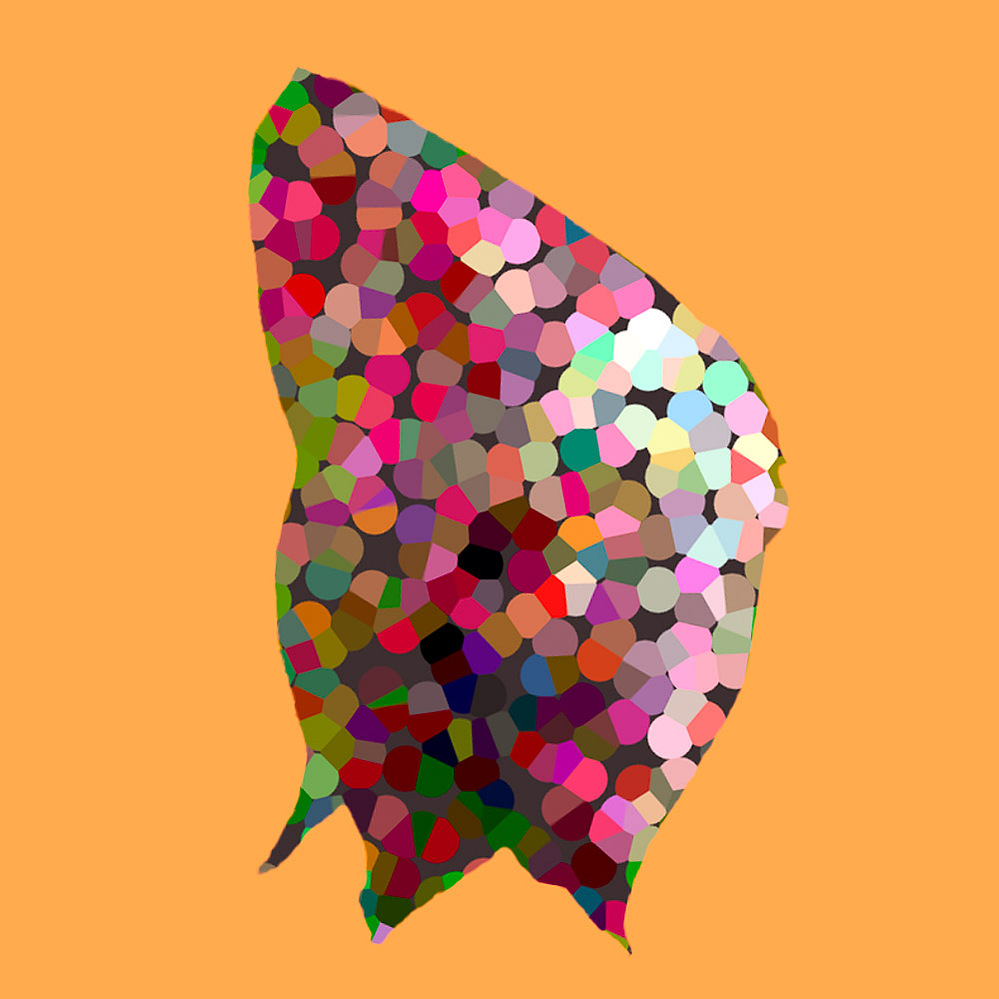 situs solitus, 804 C — pigmented form on orange ground, 2021