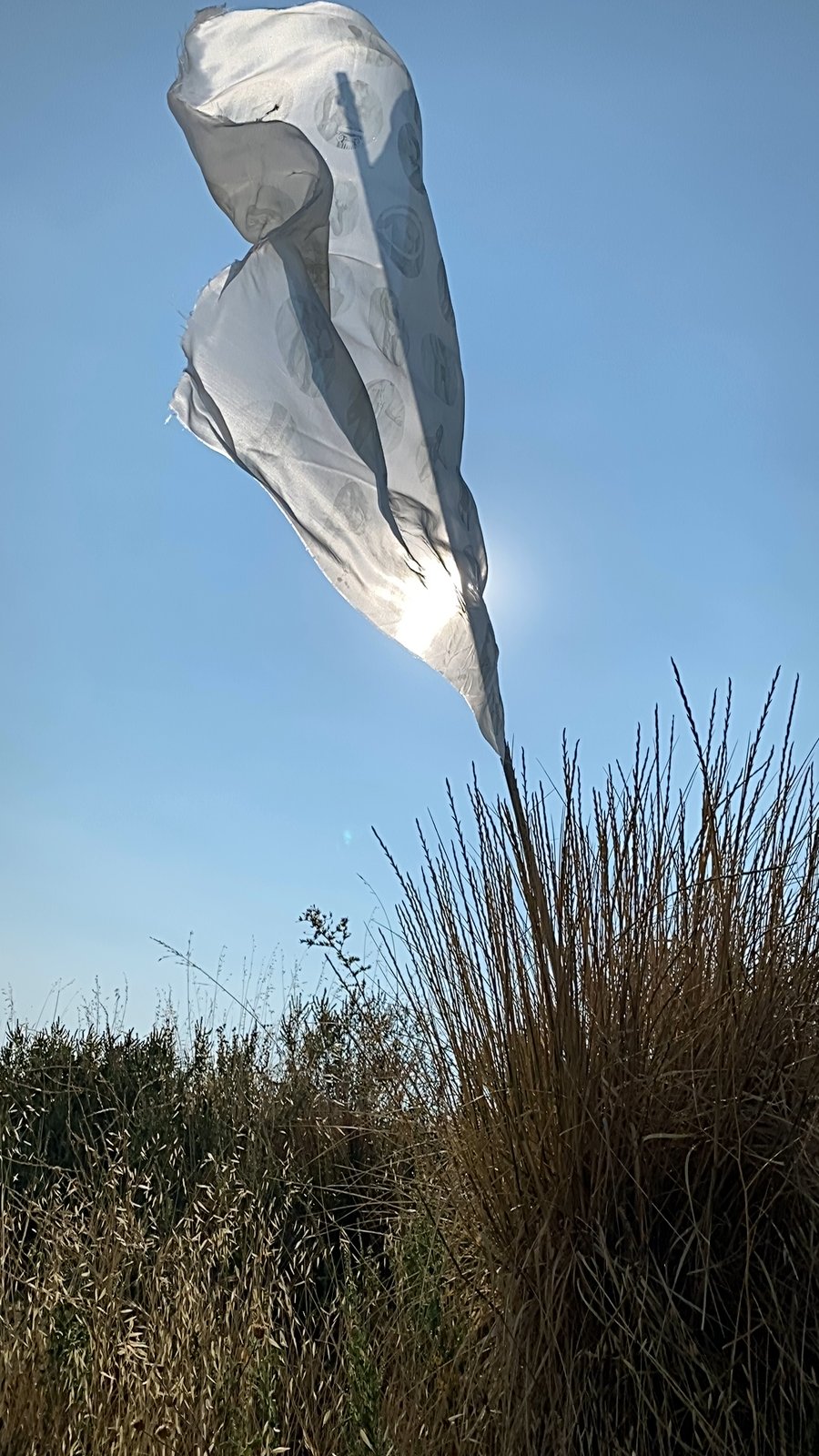 the white flag near Julian, CA, 2021 — the silk shaped by the wind into a leaf-like vertical form, fringed at the top