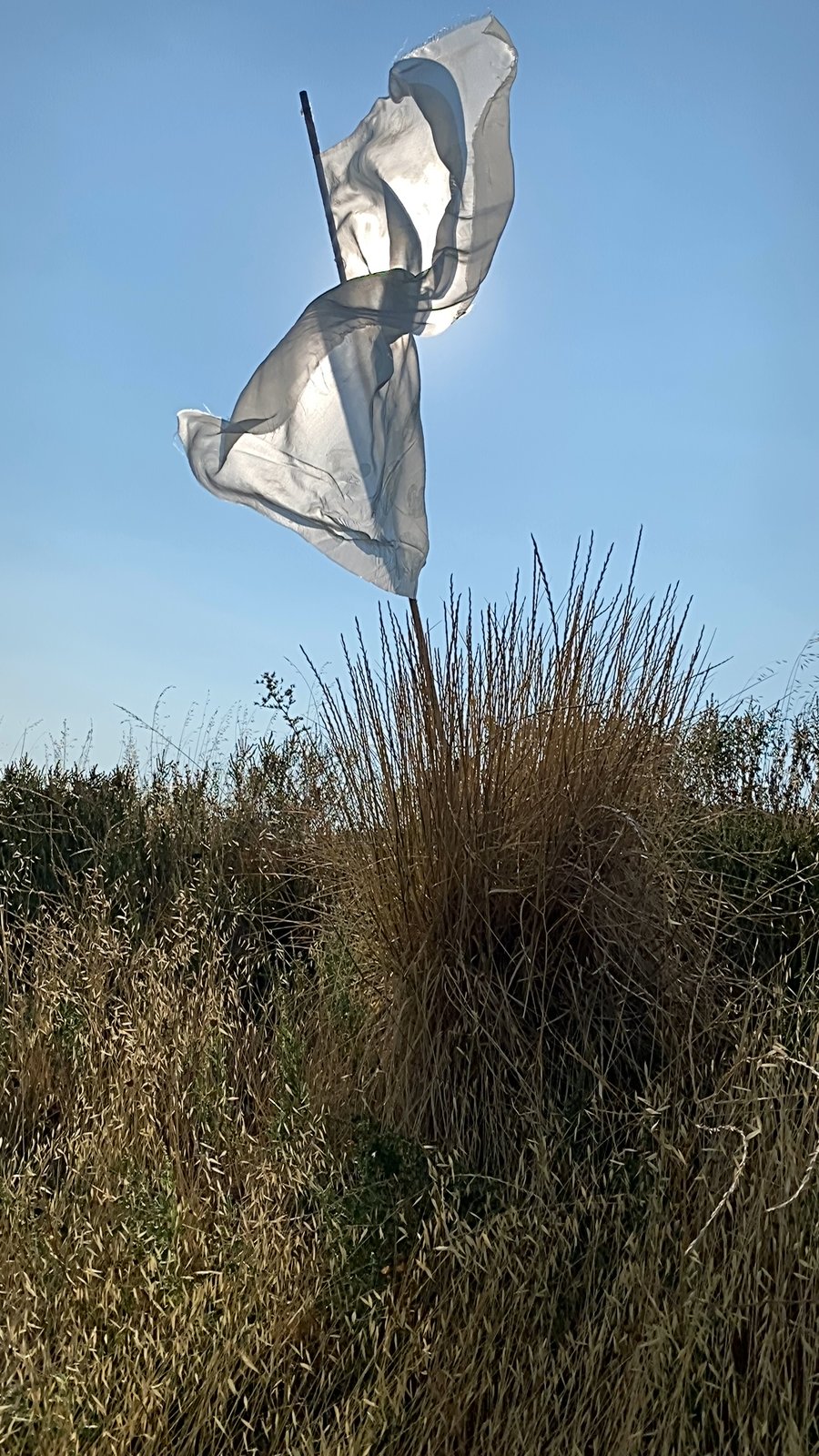 the white flag near Julian, CA, 2021 — the silk twisted into a double knot at the top of the pole, the form pinched between two billowing lobes, tall grasses below