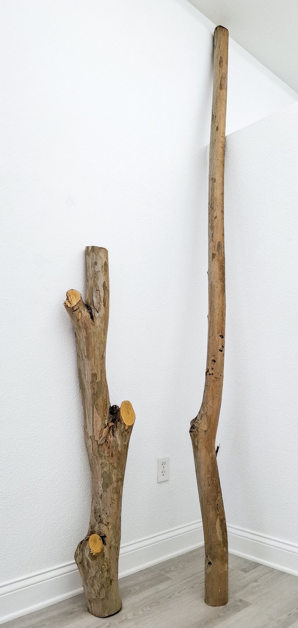 Trees, 2025